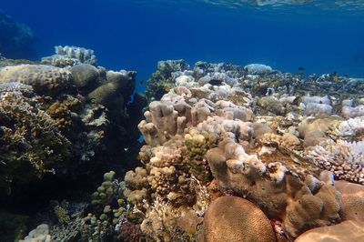 Coral in sea