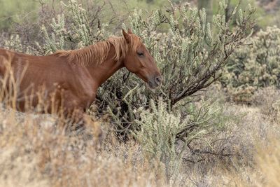 Horse standing amidst plants in forest