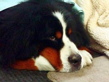 Close-up of dog relaxing