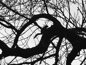 Low angle view of bare tree against sky