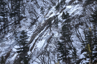 Low angle view of trees in forest