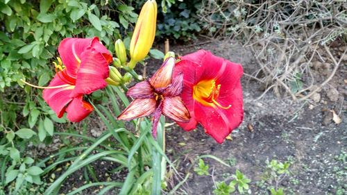 Close-up of red flowers