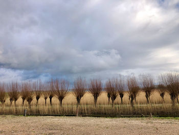 Line of trees on field against clouded sky