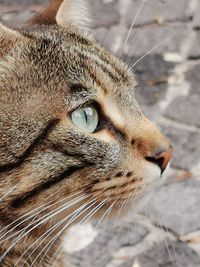 Close-up of a cat looking away. jimmy