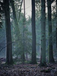 Trees in forest