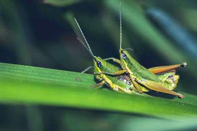 Close-up of insect on leaf