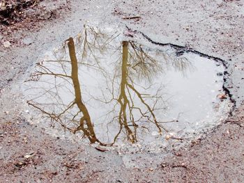 Bare trees reflecting on puddle