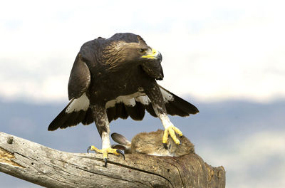 Low angle view of eagle perching on wood against sky