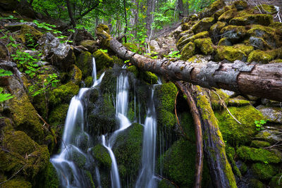 Scenic view of waterfall in forest