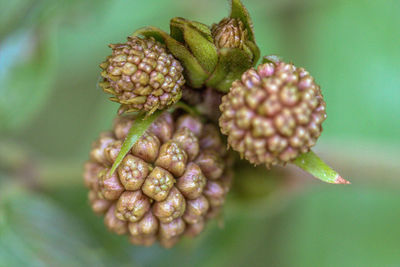 Close-up of fruits on plant