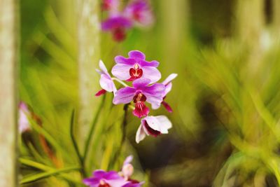 Close-up of pink flowers