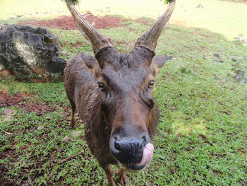 Close-up of deer on field