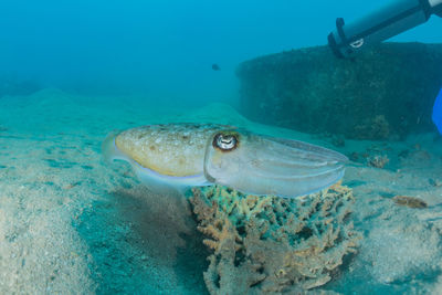 Fish swimming in sea