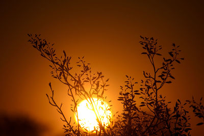 Low angle view of silhouette plants against romantic sky at sunset