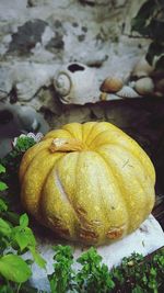 Close-up of pumpkin