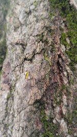 Close-up of lichen on tree trunk