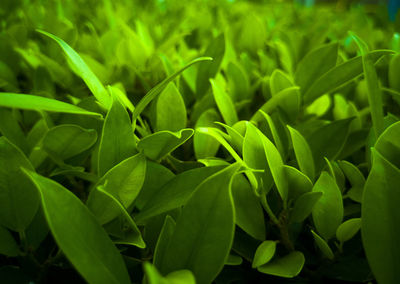 Full frame shot of fresh green plants