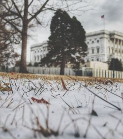 Bare trees in city during winter