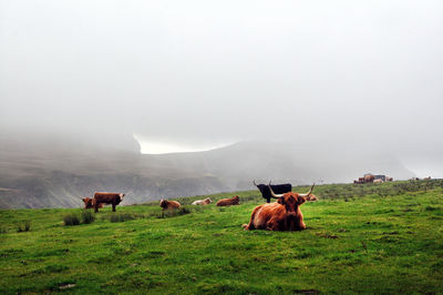 Horses in a field