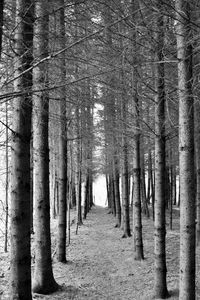 Road passing through forest