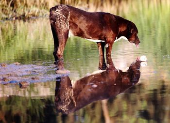 Dog drinking water in lake
