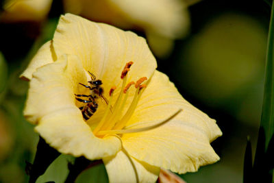 Close-up of insect on flower