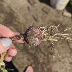 High angle view of hand holding mud