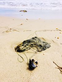 High angle view of crab on beach