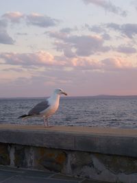 Seagull perching on a sea