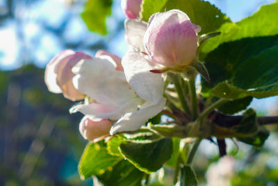 Close-up of fresh flower blooming in park