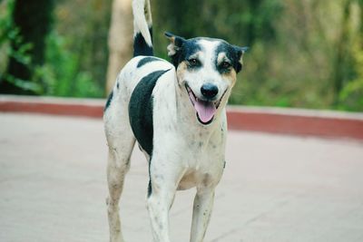 Portrait of dog standing outdoors