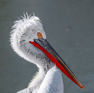 Close-up of a bird