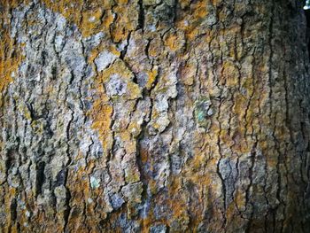 Full frame shot of tree trunk