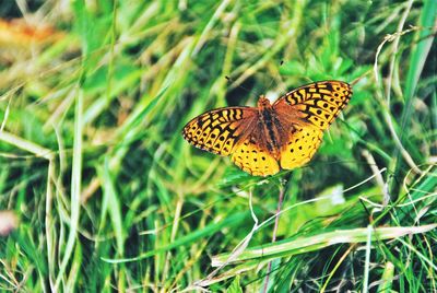 Butterfly perching on grass