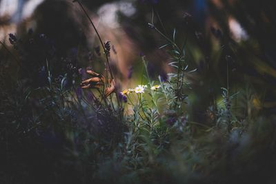 Close-up of flowers growing in field