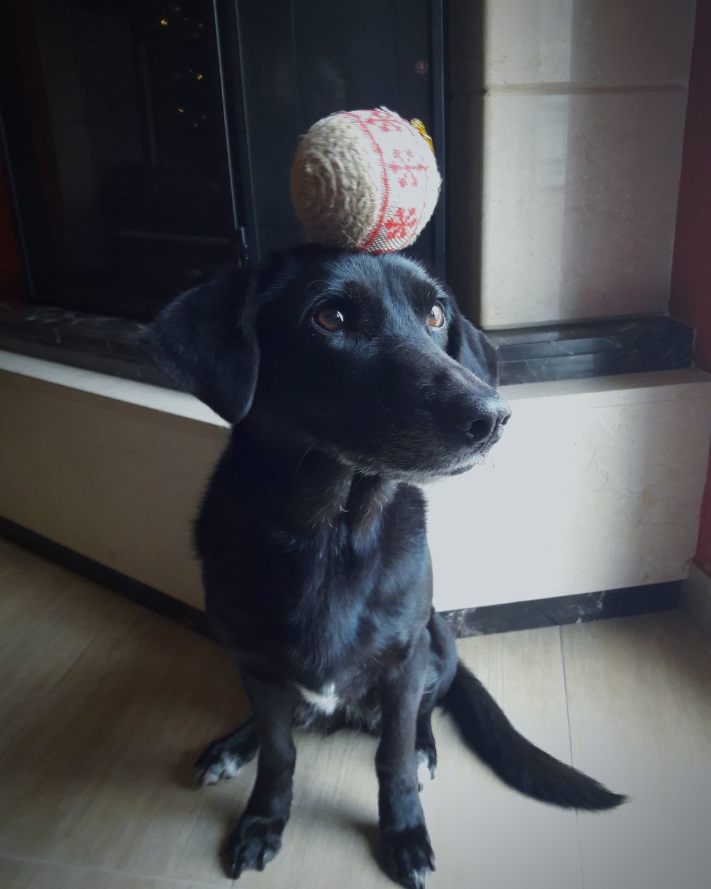 animal themes, mammal, domestic, pets, domestic animals, one animal, animal, dog, vertebrate, canine, indoors, no people, home interior, close-up, looking, flooring, portrait, black color, sitting, entrance