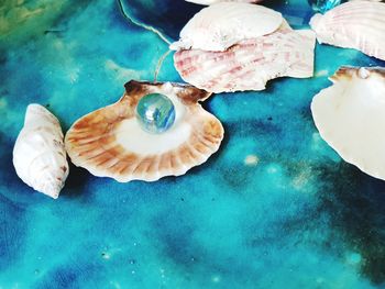 High angle view of shells in sea