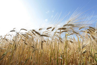 Close-up of crops on field against sky