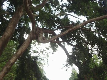 Low angle view of trees in the forest