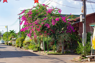 Pink flowering trees by street and buildings against sky