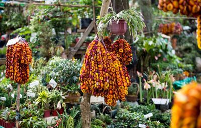 Potted plants and garlands in park