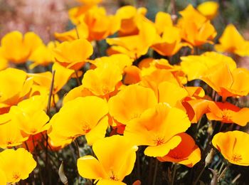 Close-up of yellow flowers