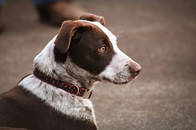 Close-up of dog looking away