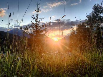 Scenic view of field against sky at sunset