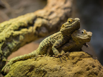 Close-up of bearded dragons mating on rock