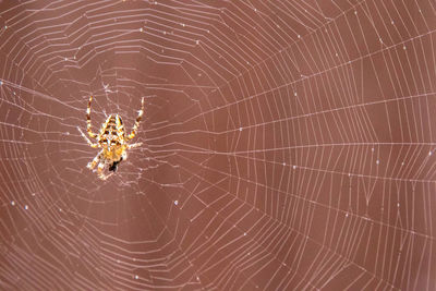 Close-up of spider on web