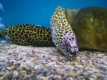 Close-up of turtle swimming in sea