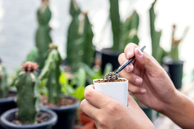 Hand of a woman holding a cactus pot. close-up of a woman gardener transplanting succulents.