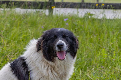 Dogs on grassy field