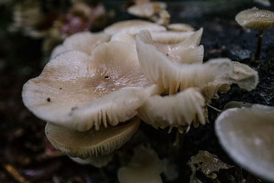 Close-up of mushrooms